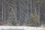 Snow Storm, Kananaskis Country, Canada, 2010