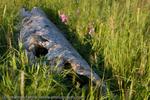 Tree Stump, Alaska, USA, 2008
