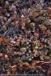Tundra Detail, Alaska, USA, 2008