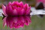 Water Lily Reflection, Freiburg, Germany, 2008