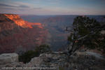 Tree, South Rim, Grand Canyon, USA. 2009