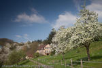 Spring, Freiburg, Germany, 2009