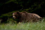 Male Grizzly, Khutzeymateen, British Columbia, Canada, 2010