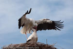 Storks doing what bees do, Alsace, France, 2010