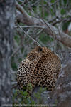 Leopard, Kruger National Park, South Africa, 2009