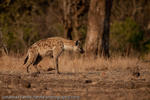 Hyena, Kruger National Park, South Africa, 2009