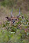 Bushbuck, Cape Vidal, South Africa, 2009
