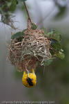 Village weaver building a nest, Hluhluwe uMfolozi Game Reserve, South Africa, 2009