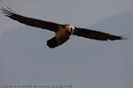 Lammergeier, Drakensberg, South Africa, 2009