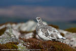 Ptarmigan, Highlands, Scotland, 2009