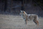 Coyote in Winter Fur, Jasper National Park, Alberta, Canada, 2010