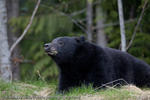 Black Bear, Vancouver Island, British Columbia, Canada, 2010