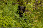 Black Bear peeking through bushes, Northern British Columbia, Canada, 2010