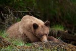 Grizzly taking a break, Khutzeymateen, British Columbia, Canada, 2010