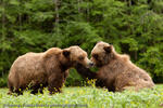 Rejecting Courtship, Khutzeymateen, British Columbia, Canada, 2010