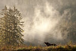 Great Bear Rainforest-15