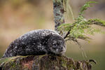Great Bear Rainforest-18