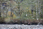 Great Bear Rainforest-22