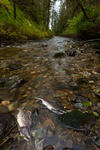 Great Bear Rainforest-24