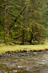 Great Bear Rainforest-26