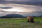 Bear Studying the Lay of the Land