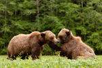 Botched Mating Ritual