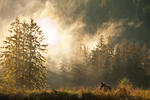 Brown Bear in the Lifting Morning Fog