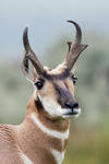 03. Pronghorn, Yellowstone NP