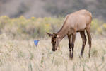 06. Wapiti und blauer Vogel, Yellowstone NP