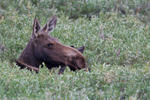 08. Elch, Grand Teton NP