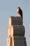 21. Falke auf Regiments-Monument, Gettysburg NMS