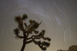 37. Startrail, Joshua Tree NP