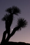 38. Mond und Joshua Tree, Joshua Tree NP