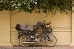 Siesta, Phnom Penh, Cambodia
