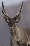 Caribou, Alaska, 2008