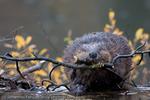 American Beaver on top of his Dam, Alaska, 2008