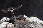 Osprey Parent Landing, Yellowstone, 2007