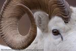Dall Sheep, Alaska, 2008