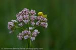 Yellow Spider on Flower, Aach Ried, Germany, 2008