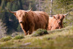 Highland Cattle, Hohe Tauern, Austria, 2006