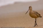 Marbled Godwit, Big Sur Coast, California, 2007