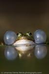 Common Water Frog, Freiburg, Germany, 2008