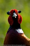 Common Pheasant, Southeast England, 2008