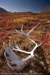 Antlers, Brooks Range, Alaska, 2008