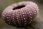 Remains of a sea urchin, Alaska, 2008
