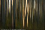 Trees in last light, Alaska, 2008