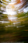 Indian Summer, Maine, 2007