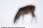 Red Deer, Berchtesgaden, Germany, 2008 (captive)