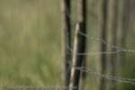 Wire fence, Badberg, Germany, 2008
