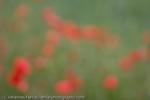 Poppy field near Lake Constance, 2008